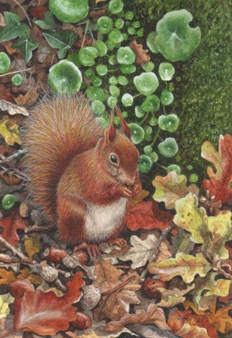 Red Squirrel miniature painting tracy hall